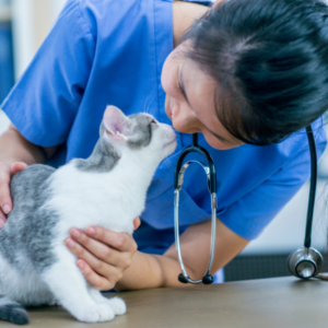 What does a vet nurse do